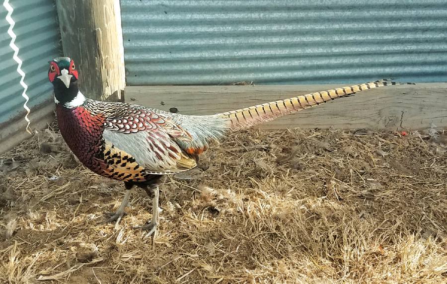 Kanasas Ringnecked Pheasant